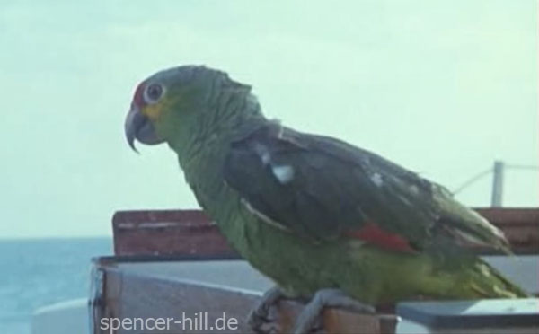 Paquito Papagei aus Zwei Asse trumpfen auf